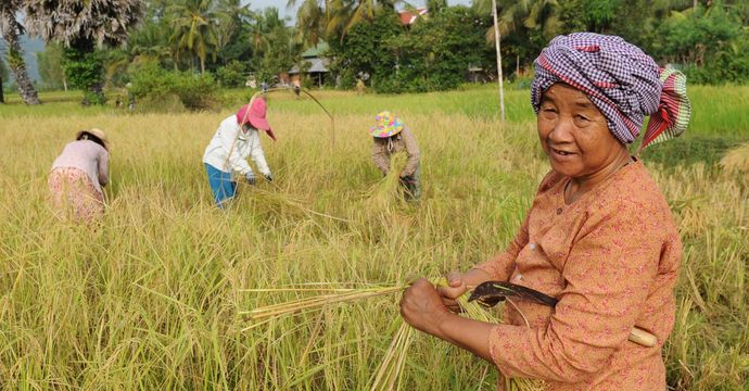 Baeurin auf dem Nachbarfeld bei der Ernte. Die Organisation CEDAC unterstuetzt Kleinbauern durch Schulungen in natuerlichen Anbaumethoden. So koennen sie ihre Etraege steigern und ihre Position gegenueber Agrarkonzernen staerken. Projekt: Centre d'Etude et de Développement Agricole Cambodgien (CEDAC)