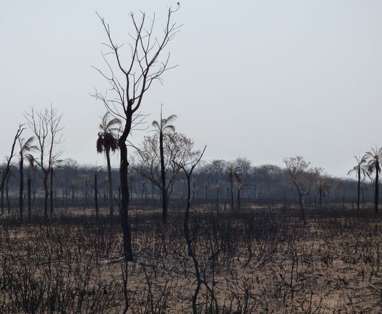 Landschaft nach einem Brand.