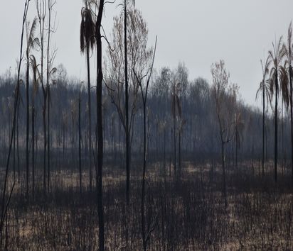 Landschaft nach einem Brand.
