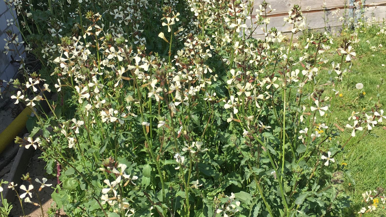 Blühender Ruccola zum Nachbau von Saatgut