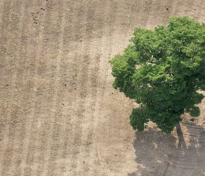Ein Luftbild von einem Baum der auf einem trockenen Feld steht