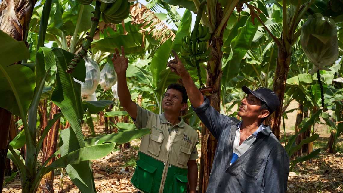Zwei Männer inspizieren Bananenstauden auf einer Plantage, umgeben von grünen Blättern.