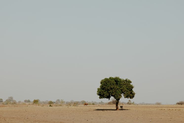 Grüner Baum einsam in karger, trockener Landschaft. Partnerorganisation: MeDRA