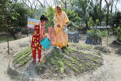 Nazli Begum (40) und ihre Tochter Amena (10) gießen die Pflanzen auf ihrem Hochbeet.Projektpartner: Christian Commission for Development in Bangladesh (CCDB)