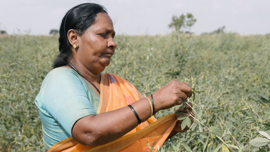 Geethamma bei der Ernte ihrer Straucherbsen