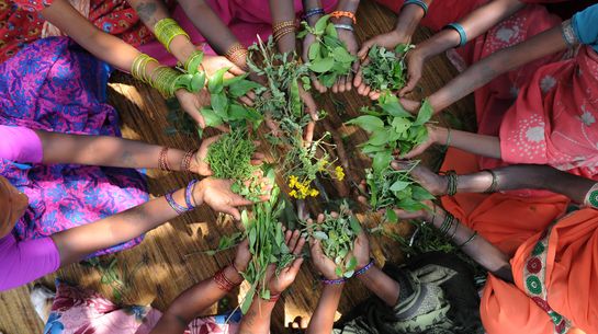 Frauen sitzen im Kreis und halten Kräuter in den Händen