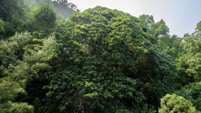 Regenwald im Sonnenschein