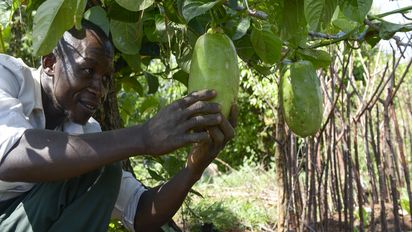  Isaya Mwita begutachtet Granadilla in seinem Gemüsegarten