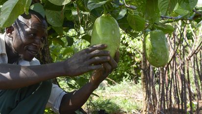  Isaya Mwita begutachtet Granadilla in seinem Gemüsegarten