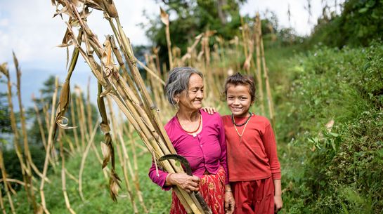Eine alte Frau erntet mit ihrer Enkelin Mais auf ihrem Feld in Mangaltar (Dhading/Nepal) 