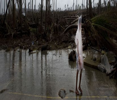 Asien, Philippinen, Taifun, Sturm, Verwüstung, Zerstörung, Landschaft, Palme, Mann, Jugendliche, Regen, trist, grau