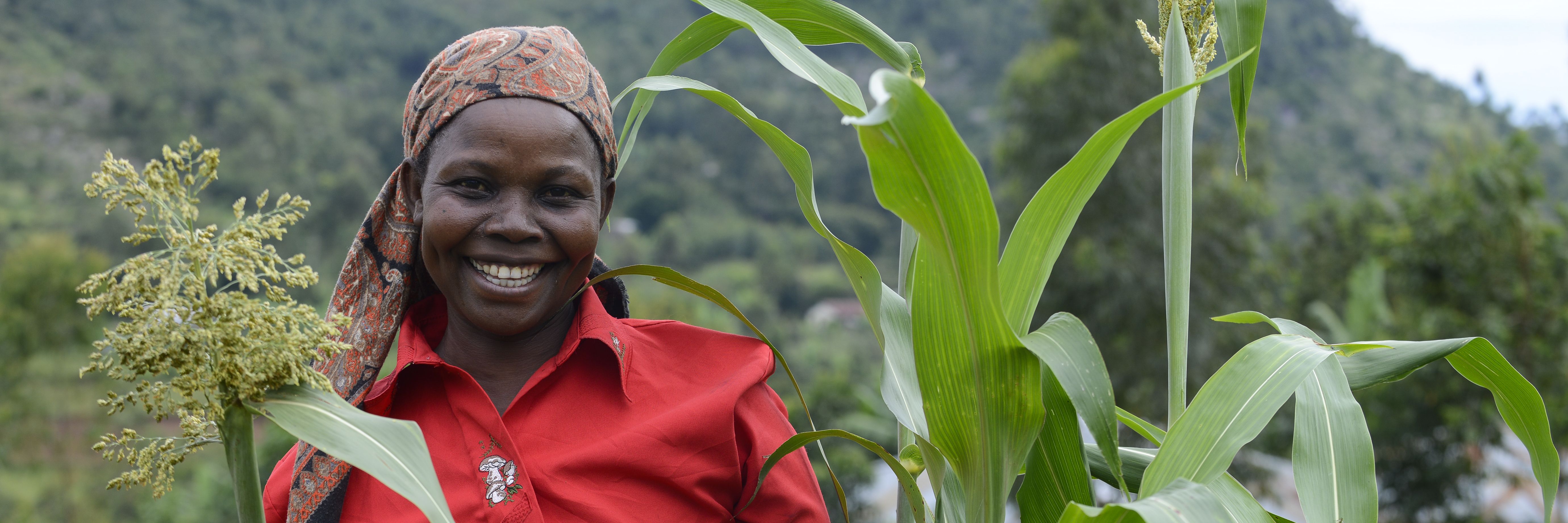 Frau Rose Siriveyi (47) aus dem Dorf Saride bei der Begutachtung ihres Sorghum Felds. Sie wird von der Organisation Rural Service Programme (RSP) beim biologischen Anbau von traditionellen Sorten und Sortenvielfalt unterstuetzt um eine gesunde Ernaehrung zu gewaehrleisten. Projekt: Rural Service Programme (RSP)