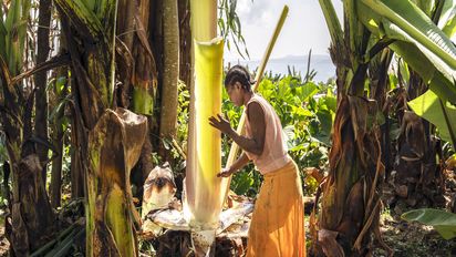 Die Begünstigte Aster Semtet bei der Arbeit während des langwierigen Prozesses der Herstellung eines lokalen Grundnahrungsmittels aus falscher Banane in ihrem Haus. Die Ensete sehen aus wie Bananenpflanzen, aber sie tragen keine Früchte. Deshalb nennen die Menschen in Äthiopien sie auch „Falsche Banane“. Mit einem scharf geschliffenen Holzstück schabt die Kleinbäuerin die weiße Stärke von den Blättern. Den so gewonnenen Brei wird sie mehrere Tage in einem Erdloch gehen lassen wie einen Teig und daraus über dem offenen Feuer viele Brote backen. Die Pflanzenfasern, die nach dem Abschaben übrigbleiben, verarbeitet Aster Semtet zu widerstandsfähigen Seilen. Partnerorganisation: EECMY-DASSC