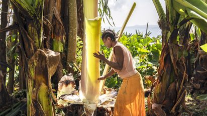 Die Begünstigte Aster Semtet bei der Arbeit während des langwierigen Prozesses der Herstellung eines lokalen Grundnahrungsmittels aus falscher Banane in ihrem Haus. Die Ensete sehen aus wie Bananenpflanzen, aber sie tragen keine Früchte. Deshalb nennen die Menschen in Äthiopien sie auch „Falsche Banane“. Mit einem scharf geschliffenen Holzstück schabt die Kleinbäuerin die weiße Stärke von den Blättern. Den so gewonnenen Brei wird sie mehrere Tage in einem Erdloch gehen lassen wie einen Teig und daraus über dem offenen Feuer viele Brote backen. Die Pflanzenfasern, die nach dem Abschaben übrigbleiben, verarbeitet Aster Semtet zu widerstandsfähigen Seilen. Partnerorganisation: EECMY-DASSC