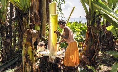 Die Begünstigte Aster Semtet bei der Arbeit während des langwierigen Prozesses der Herstellung eines lokalen Grundnahrungsmittels aus falscher Banane in ihrem Haus. Die Ensete sehen aus wie Bananenpflanzen, aber sie tragen keine Früchte. Deshalb nennen die Menschen in Äthiopien sie auch „Falsche Banane“. Mit einem scharf geschliffenen Holzstück schabt die Kleinbäuerin die weiße Stärke von den Blättern. Den so gewonnenen Brei wird sie mehrere Tage in einem Erdloch gehen lassen wie einen Teig und daraus über dem offenen Feuer viele Brote backen. Die Pflanzenfasern, die nach dem Abschaben übrigbleiben, verarbeitet Aster Semtet zu widerstandsfähigen Seilen. Partnerorganisation: EECMY-DASSC