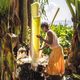 Die Begünstigte Aster Semtet bei der Arbeit während des langwierigen Prozesses der Herstellung eines lokalen Grundnahrungsmittels aus falscher Banane in ihrem Haus. Die Ensete sehen aus wie Bananenpflanzen, aber sie tragen keine Früchte. Deshalb nennen die Menschen in Äthiopien sie auch „Falsche Banane“. Mit einem scharf geschliffenen Holzstück schabt die Kleinbäuerin die weiße Stärke von den Blättern. Den so gewonnenen Brei wird sie mehrere Tage in einem Erdloch gehen lassen wie einen Teig und daraus über dem offenen Feuer viele Brote backen. Die Pflanzenfasern, die nach dem Abschaben übrigbleiben, verarbeitet Aster Semtet zu widerstandsfähigen Seilen. Partnerorganisation: EECMY-DASSC