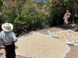 Die Sonne hilft in der Region Copan beim trocknen von Mais und Kaffee