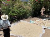 Die Sonne hilft in der Region Copan beim trocknen von Mais und Kaffee