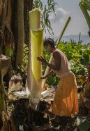 Die Begünstigte Aster Semtet bei der Arbeit während des langwierigen Prozesses der Herstellung eines lokalen Grundnahrungsmittels aus falscher Banane in ihrem Haus. Die Ensete sehen aus wie Bananenpflanzen, aber sie tragen keine Früchte. Deshalb nennen die Menschen in Äthiopien sie auch „Falsche Banane“. Mit einem scharf geschliffenen Holzstück schabt die Kleinbäuerin die weiße Stärke von den Blättern. Den so gewonnenen Brei wird sie mehrere Tage in einem Erdloch gehen lassen wie einen Teig und daraus über dem offenen Feuer viele Brote backen. Die Pflanzenfasern, die nach dem Abschaben übrigbleiben, verarbeitet Aster Semtet zu widerstandsfähigen Seilen. Partnerorganisation: EECMY-DASSC