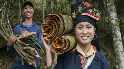 Ton Hoang Thi, 30 Jahre, Kleinbäuerin, seit 2018 im Projekt, und ihr Mann Herr Phuc Ban Hui, 30 Jahre, bei der Zimternte, die Rinde des Zimtbaum wird geschält und anschließend getrocknet, daraus entstehen die bekannten Zimtstangen.Projektpartner: Yen Bai Womens‘ Union - YBWU