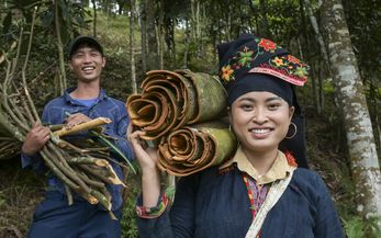 Ton Hoang Thi, 30 Jahre, Kleinbäuerin, seit 2018 im Projekt, und ihr Mann Herr Phuc Ban Hui, 30 Jahre, bei der Zimternte, die Rinde des Zimtbaum wird geschält und anschließend getrocknet, daraus entstehen die bekannten Zimtstangen.Projektpartner: Yen Bai Womens‘ Union - YBWU