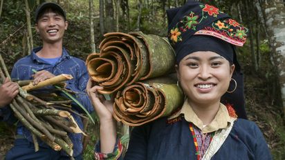 Ton Hoang Thi, 30 Jahre, Kleinbäuerin, seit 2018 im Projekt, und ihr Mann Herr Phuc Ban Hui, 30 Jahre, bei der Zimternte, die Rinde des Zimtbaum wird geschält und anschließend getrocknet, daraus entstehen die bekannten Zimtstangen.Projektpartner: Yen Bai Womens‘ Union - YBWU