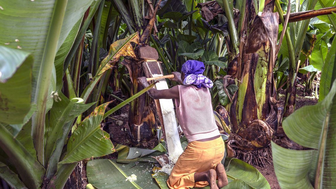 Die Begünstigte Aster Semtet bei der Arbeit während des langwierigen Prozesses der Herstellung eines lokalen Grundnahrungsmittels aus falscher Banane in ihrem Haus. Die Ensete sehen aus wie Bananenpflanzen, aber sie tragen keine Früchte. Deshalb nennen die Menschen in Äthiopien sie auch „Falsche Banane“. Mit einem scharf geschliffenen Holzstück schabt die Kleinbäuerin die weiße Stärke von den Blättern. Den so gewonnenen Brei wird sie mehrere Tage in einem Erdloch gehen lassen wie einen Teig und daraus über dem offenen Feuer viele Brote backen. Die Pflanzenfasern, die nach dem Abschaben übrigbleiben, verarbeitet Aster Semtet zu widerstandsfähigen Seilen. Partnerorganisation: EECMY-DASSC