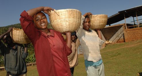 Kaffee-Ernte in Äthiopien. Die Oromia Kaffee-Union ist Fairtrade zertifiziert und produziert Bio Kaffee. Szenen aus der Kaffeernte der Oromia Coffee Union in Äthiopien.Gepflückt wird von 8 Uhr morgens bis 14 Uhr - dann werden die Säcke zur Cooperative gebracht. Es folgt das "Pulping" - Schälen, Waschen, Trocknen, Sortieren. Der gewaschene Kaffe wird getrocknet und noch einmal handverlesen und jede heruntergefallene Bohne aufgelesen. Die trockenen Bohnen werden ins Lager getragen. Fairer Handel