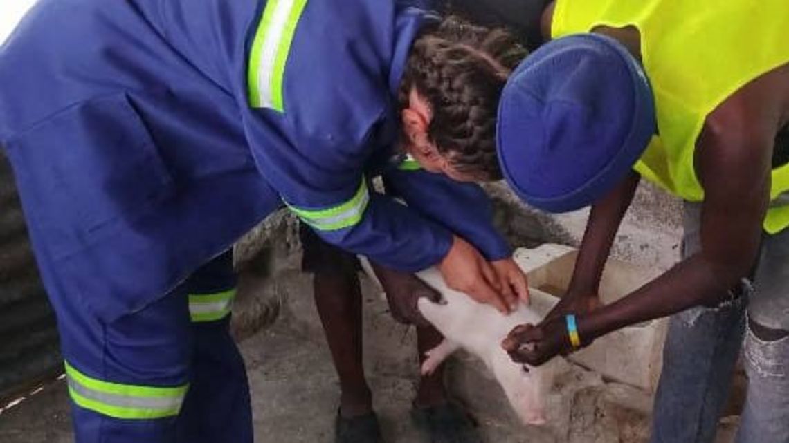 Ich beim Impfen von einem kleinen Ferkel