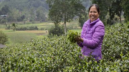 Mai Nguyen Thi mit frisch gepflücktem Tee in ihrem Teefeld