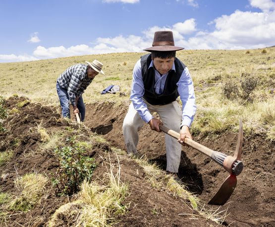 Arariwa in Cusco kümmert sich um die Entwicklung von nachhaltiger Familienlandwirtschaft in der Region.Gemeinsame Anlage von Sickergräben.Javier Quispe Valle (hellblaues Hemd, schwarze Weste)  legt zusammen mit anderen Bauern der Region Sickergräben am Berghang an, damit das Regenwasser besser in das Erdreich eindringen kann.Projektpartner: ARARIWA - Asociacion Arariwa