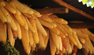 Maiskolben in Äthiopien