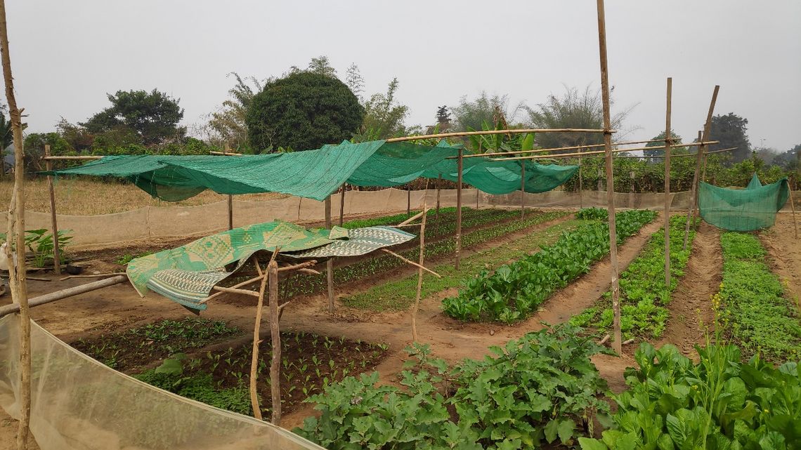 Ein typischer Home Garden