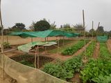 Ein typischer Home Garden