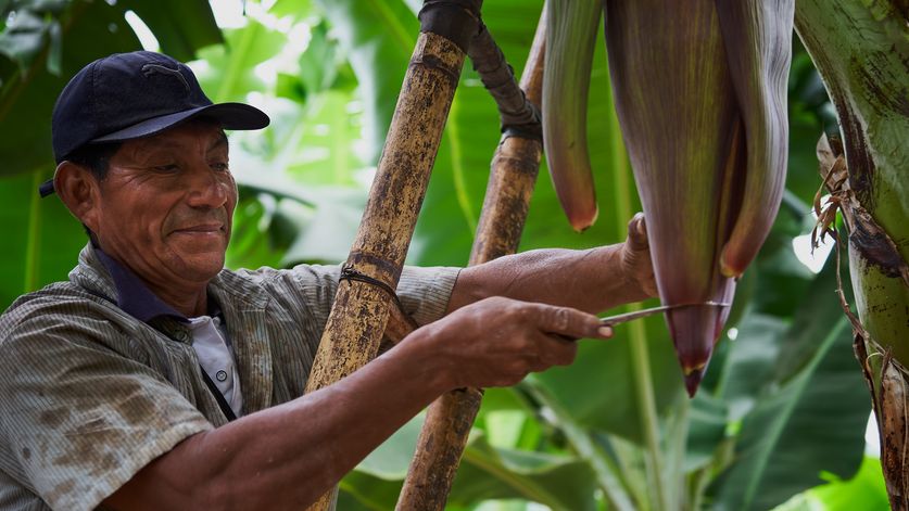 Bauer schneidet Bananenpflanze