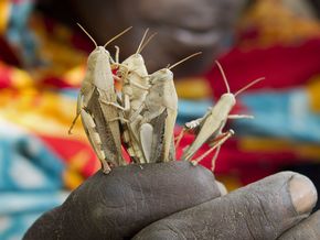  Die Afrikanische Wüstenheuschrecke legt mehrmals im Jahr Eier ab.