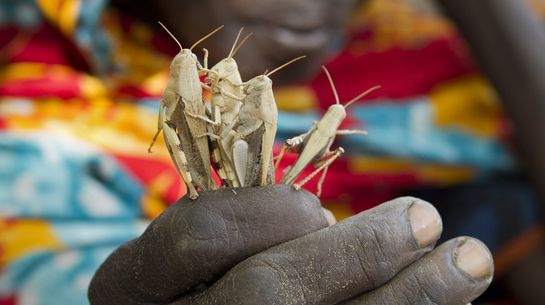  Die Afrikanische Wüstenheuschrecke legt mehrmals im Jahr Eier ab.