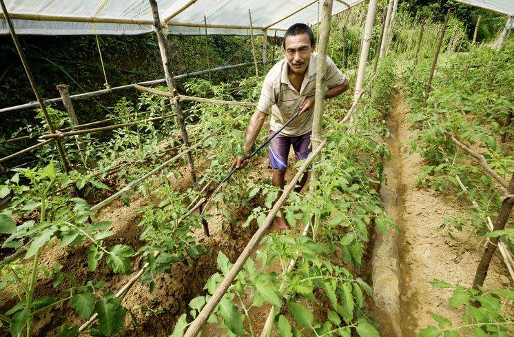 Shankhar Bhujal bewaessert die Tomaten im Gewaechshaus am 20.09.16 in Kumaisimle.Reportage zu dem Text von Mathias Peer ueber die Familie Bhujal die mit Hilfe des Brot fuer die Welt-Partners United Mission Nepal (UMN) in ihrem Dorf Kumaisimle (Dhading-Distrikt/Nepal) oekologische Landwirtschaft betreiben.Foto: Thomas Lohnes fuer Brot fuer die Welt