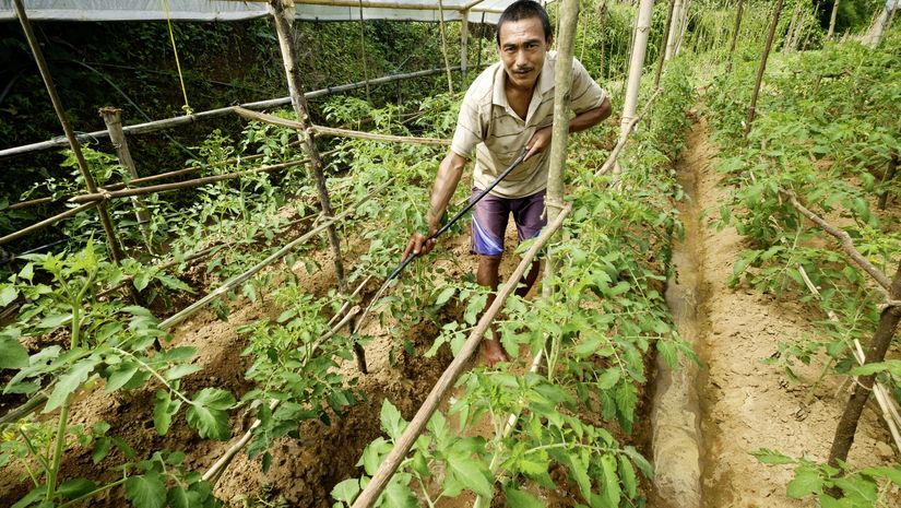 Shankhar Bhujal bewässert die Tomatenpflanzen im Gewächshaus 
