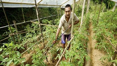 Shankhar Bhujal bewässert die Tomatenpflanzen im Gewächshaus 