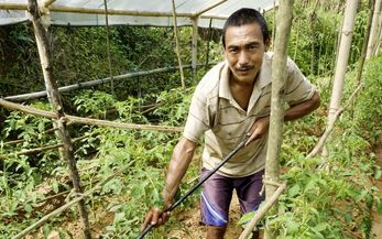 Shankhar Bhujal bewässert die Tomatenpflanzen im Gewächshaus 