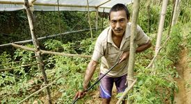 Shankhar Bhujal bewaessert die Tomaten im Gewaechshaus am 20.09.16 in Kumaisimle.Reportage zu dem Text von Mathias Peer ueber die Familie Bhujal die mit Hilfe des Brot fuer die Welt-Partners United Mission Nepal (UMN) in ihrem Dorf Kumaisimle (Dhading-Distrikt/Nepal) oekologische Landwirtschaft betreiben.Foto: Thomas Lohnes fuer Brot fuer die Welt