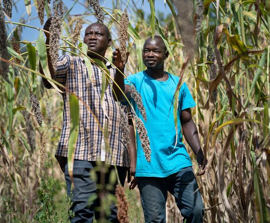 Benjamin Nikiema und ODE-Agronom Boubaka Sieba betrachten die Hirsepflanzen