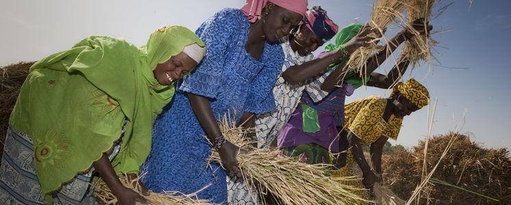 Les femmes du groupe Farha battent les bottes de riz après la récolte à Goungo Bon au Niger. L'organisation partenaire, l'Association des Aquaculteurs, les soutient dans leur travail.