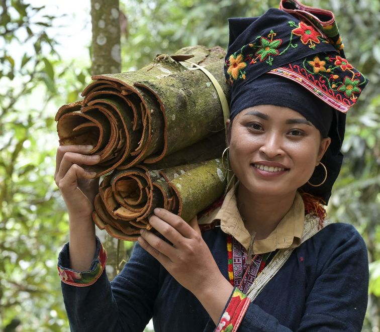 Ton Hoang Thi, 30 Jahre, Kleinbäuerin, seit 2018 im Projekt,  bei der Zimternte, die Rinde des Zimtbaum wird geschält und anschließend getrocknet, daraus entstehen die bekannten Zimtstangen.Projektpartner: Yen Bai Womens‘ Union - YBWU