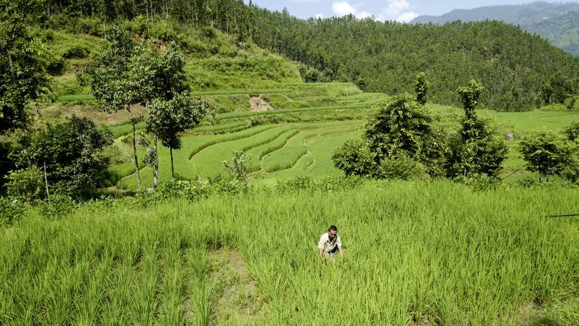 Shankhar Bhujal in seinem Reisfeld