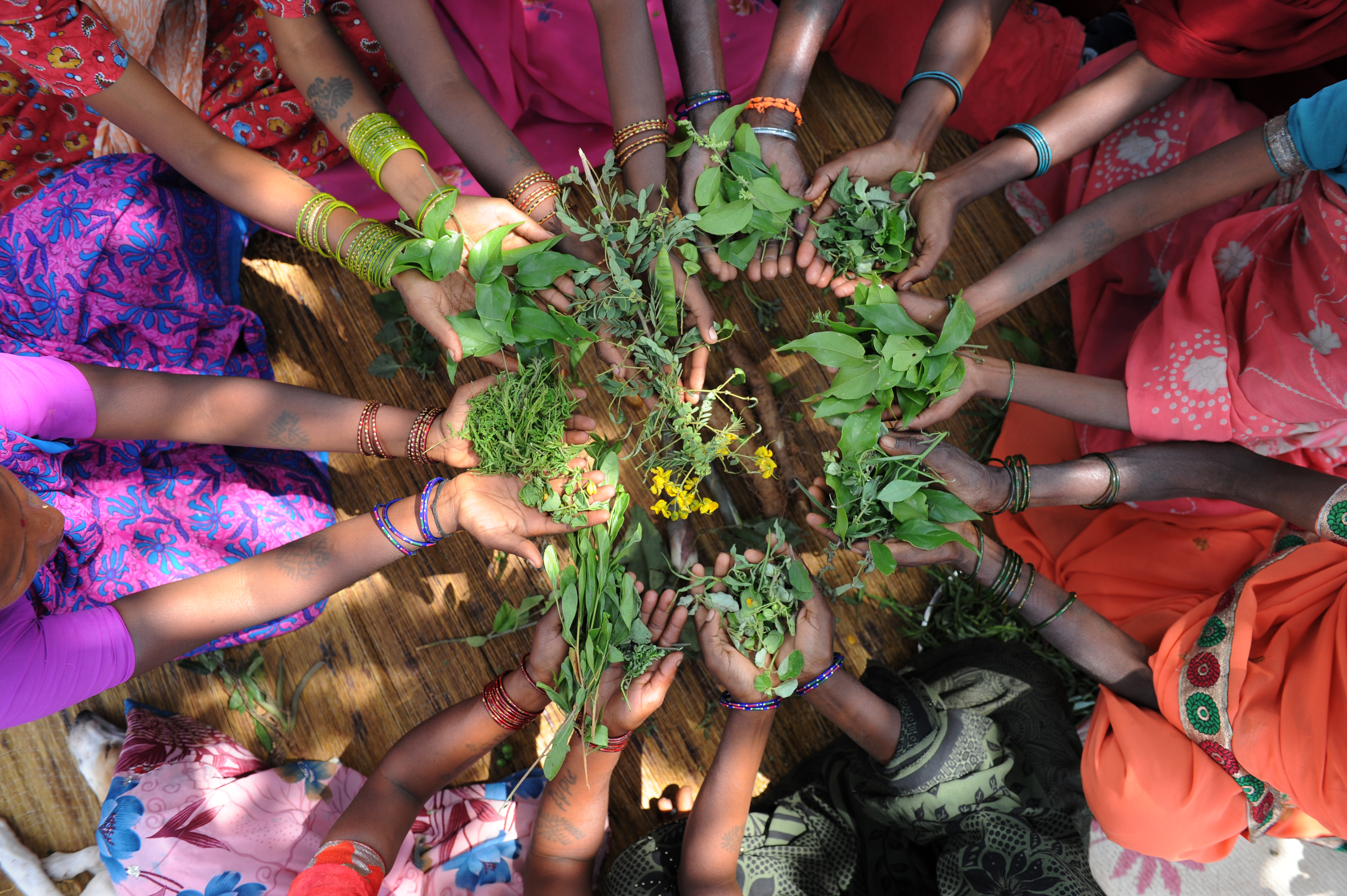 Reportage zur Arbeit von ICRA (Institute for Cultural Research and Action) in der Region um MagadiFoto zeigt:  Treffen einer Selbsthilfegruppe, Spargruppe von Frauen in der "tribal village" in der Region von Magadi, 70 km von Bangalore. Das Dorf Jenukallupaly ist ein tribal village, dessen Bewohner arm und marginalisiert sind. Die Frauen haben Beispiele Ihrer traditionellen Nahrung und traditionelle Heilpflanzen mitgebracht um den Besuchern zu zeigen wie sie sich ernähren und medizinisch versorgen..